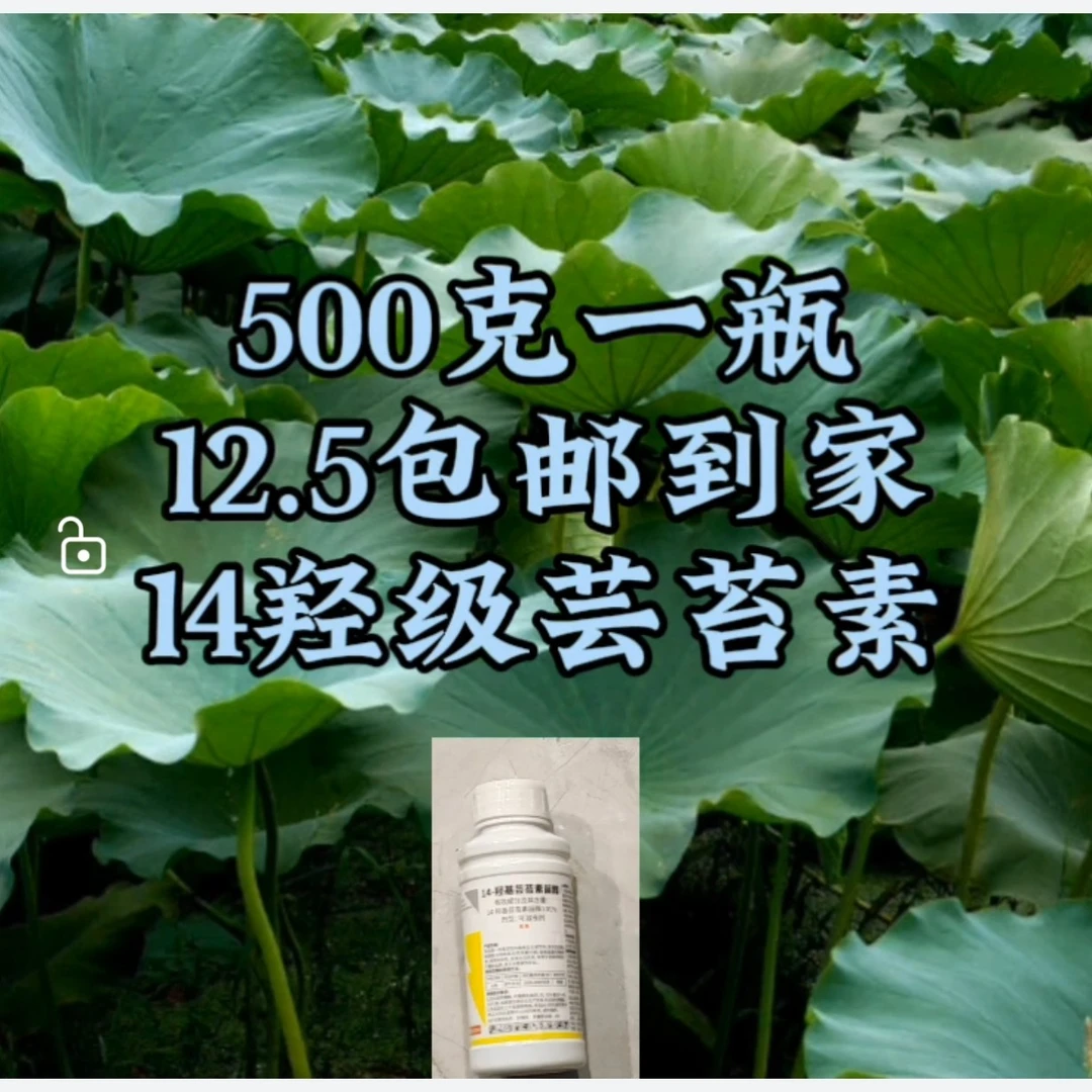 氮500克瓶芸苔素包邮