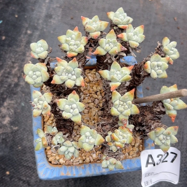 花朵脸苹果叶，一物一拍338