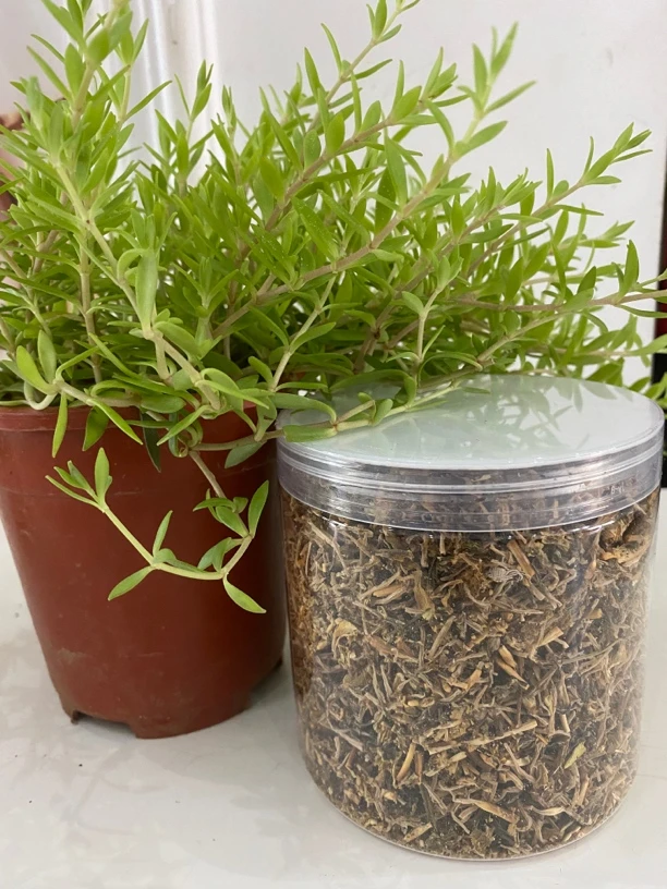 苦味垂盆草   1罐