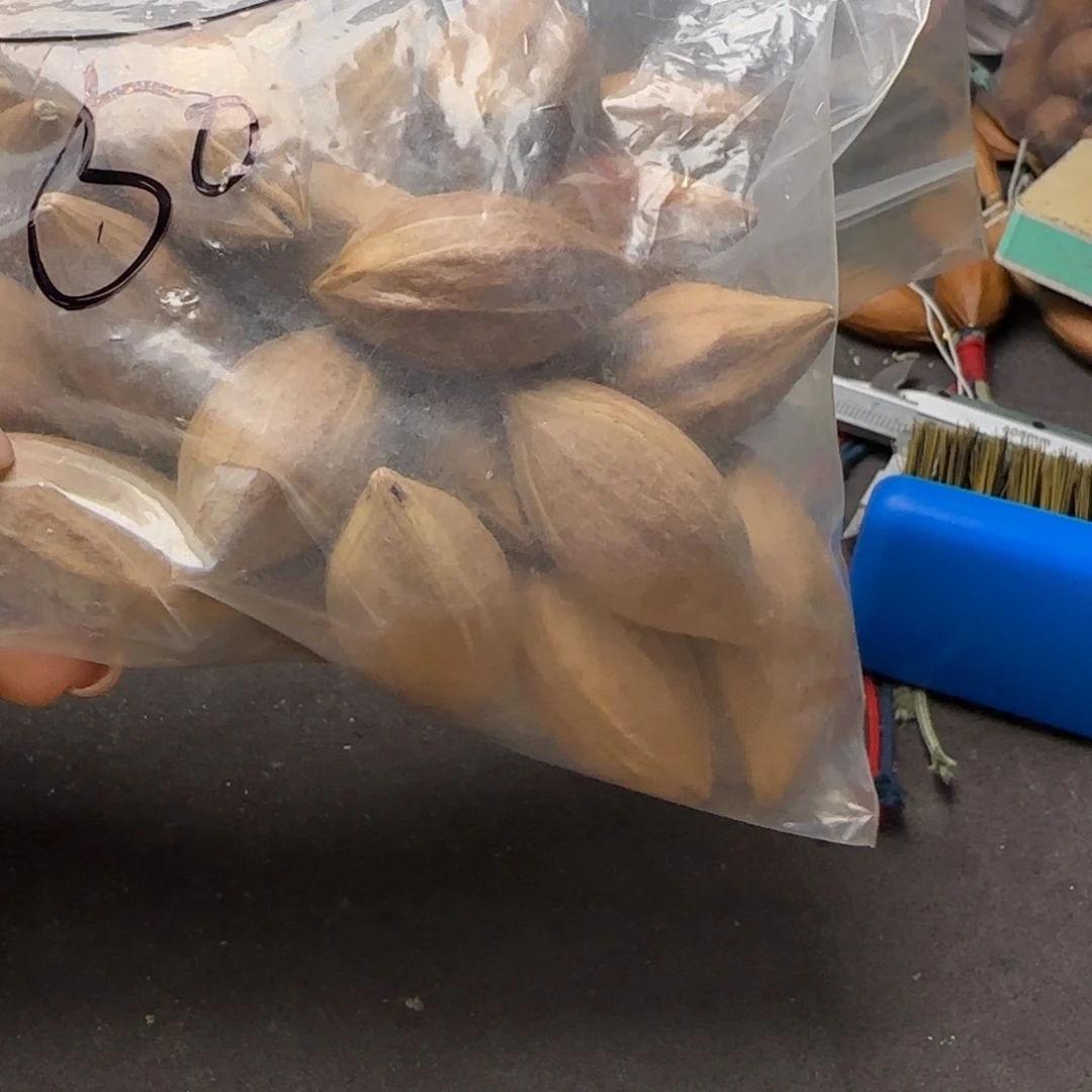【闪购商品】手串/手链橄榄核慈**舍橄榄核素核