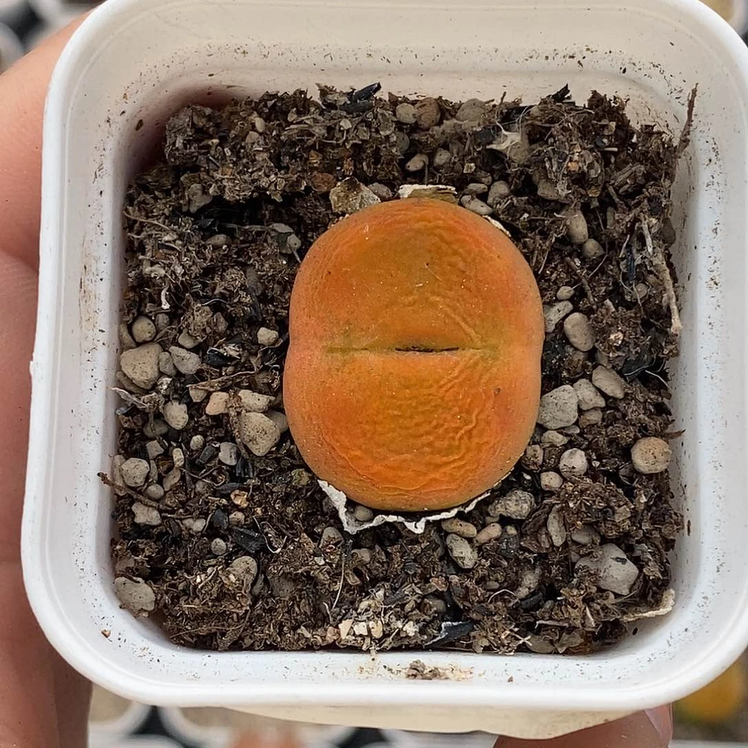 0801-12-黄蟠桃一颗。