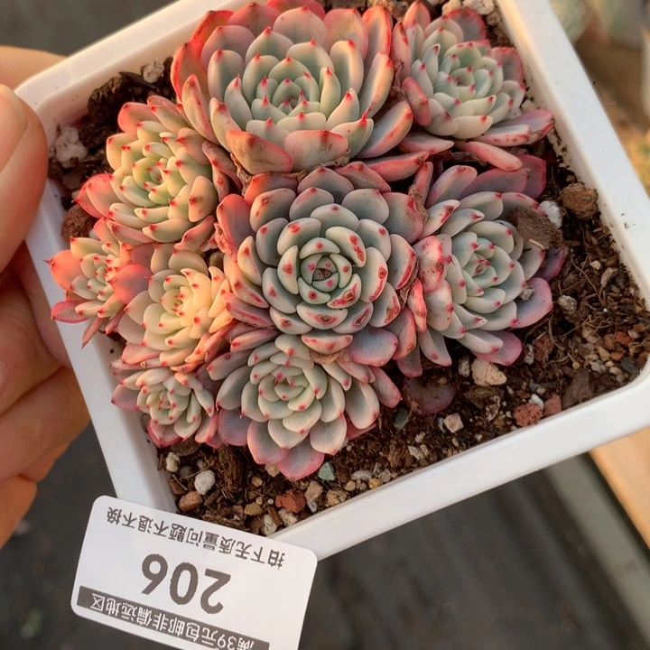 无花朵姬莲锦多肉植物