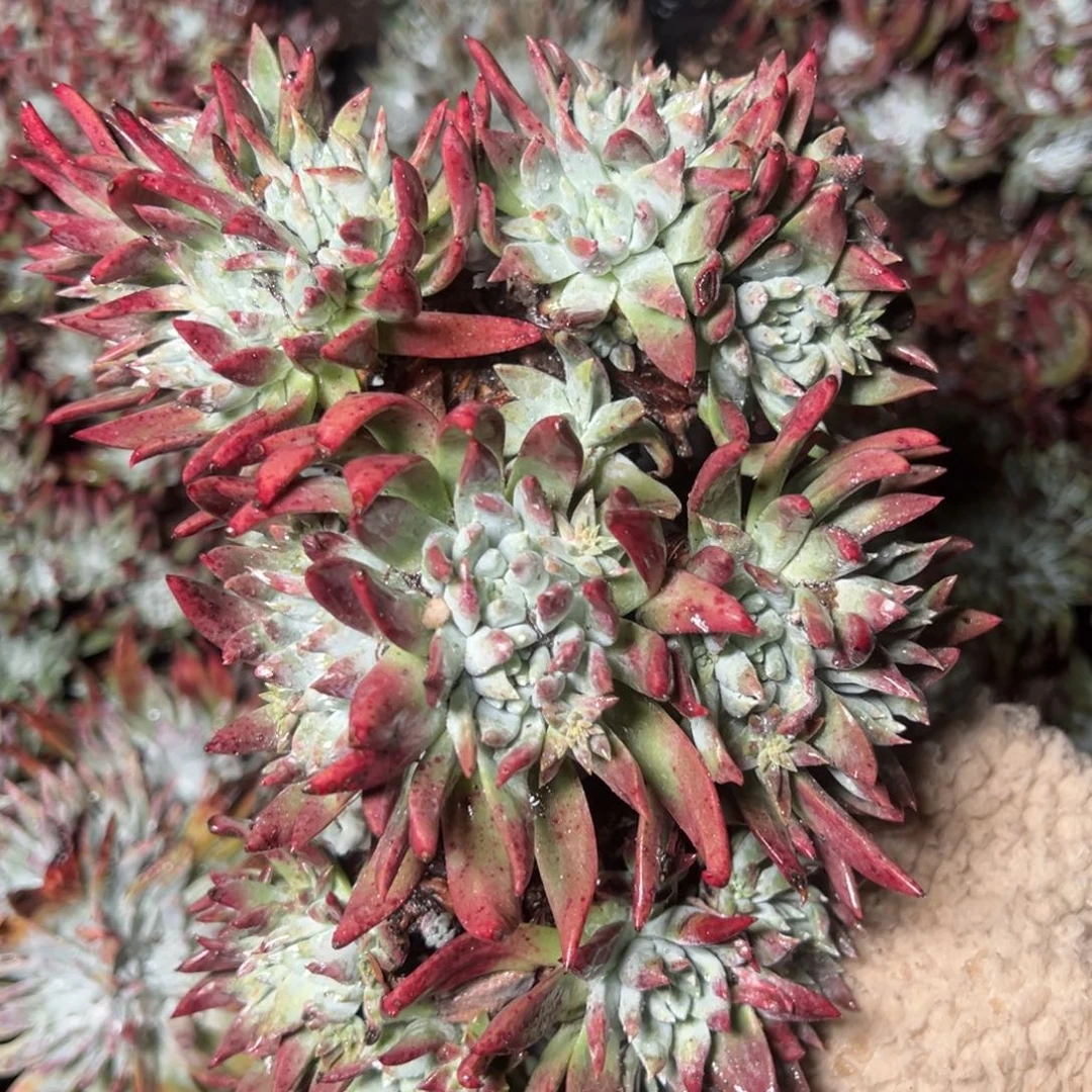 1369瑕疵哈哈哈哈哈哈哈哈