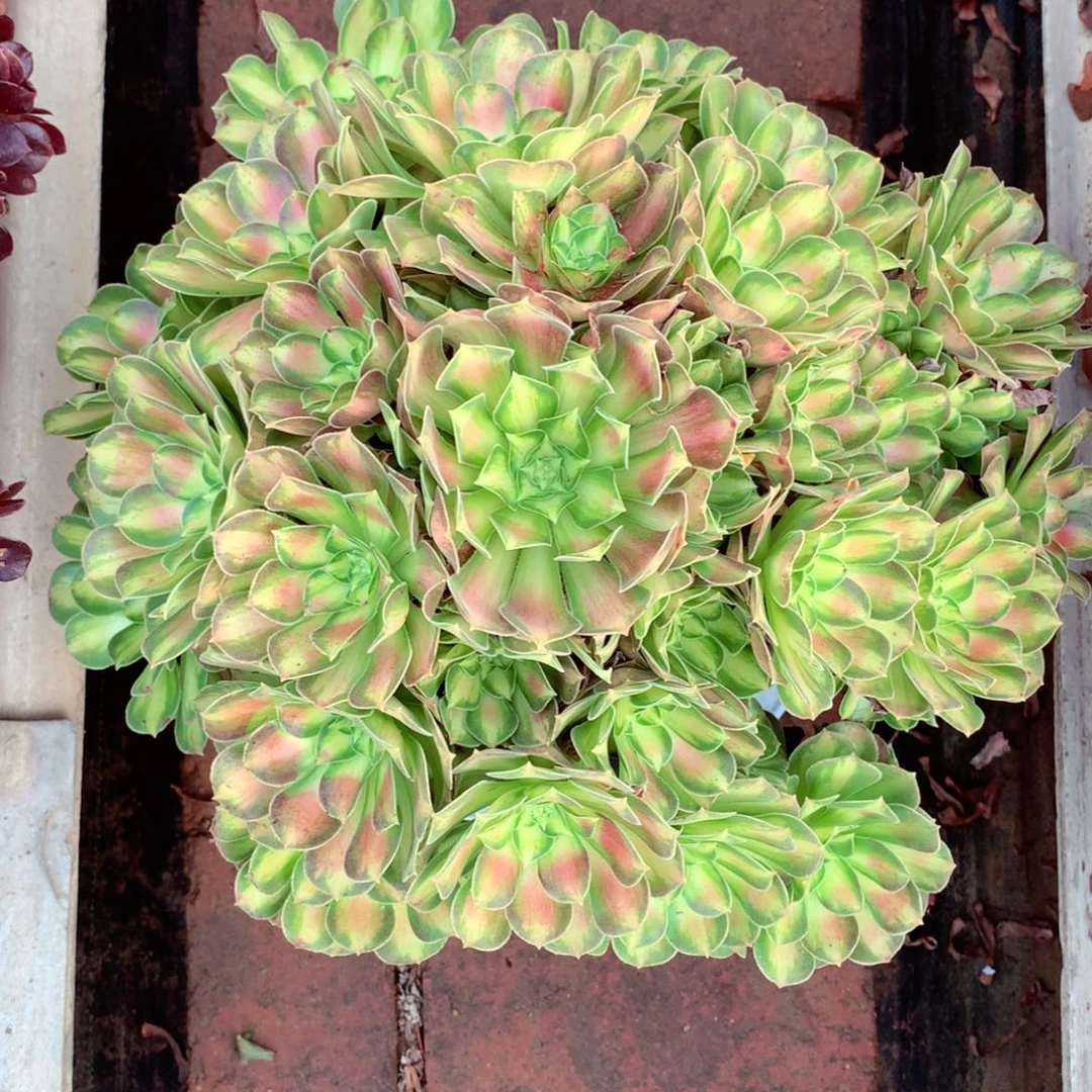 韶华老桩，多肉植物