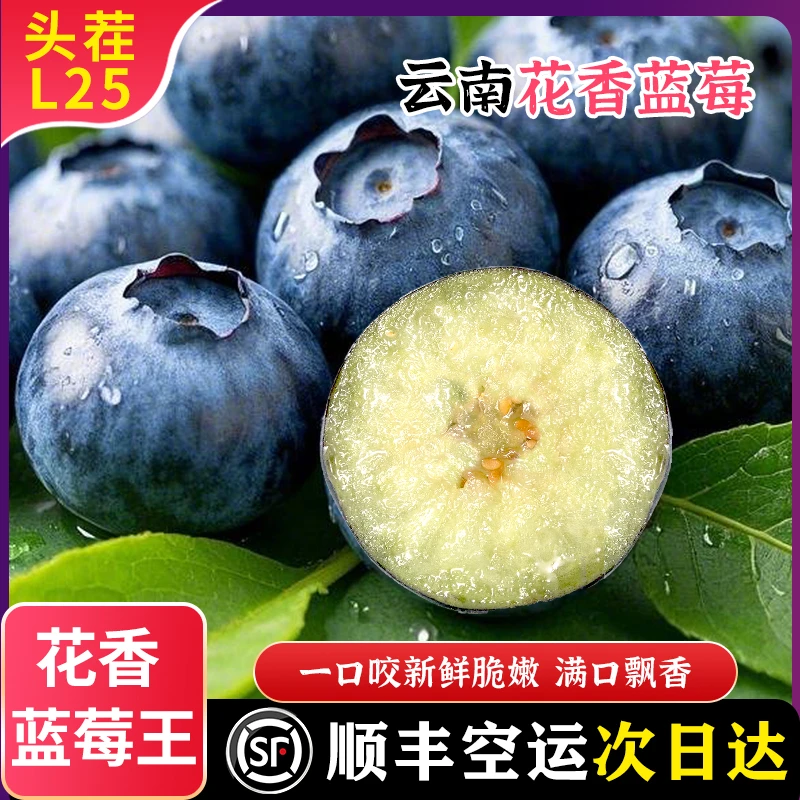 【顺丰空运】云南高原露天新鲜香甜脆甜蓝莓