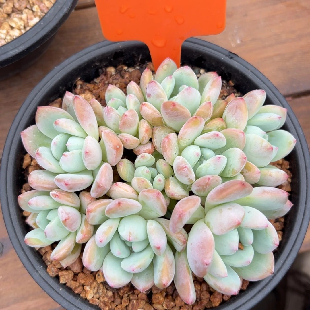 望舒11111111111111111