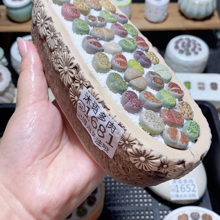 精美盆栽 一物一拍 1681