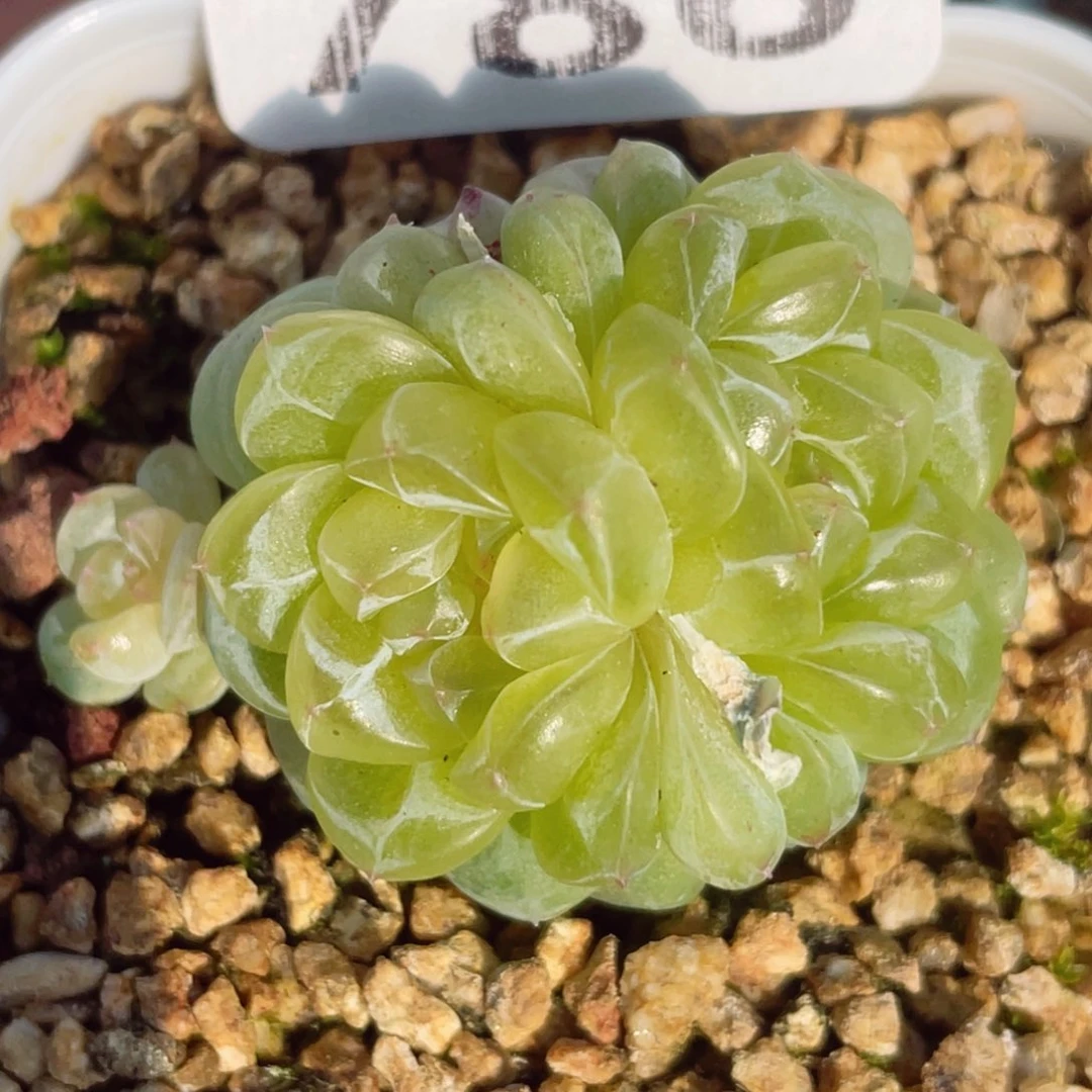 786噢心抱住了泪心泪悲伤