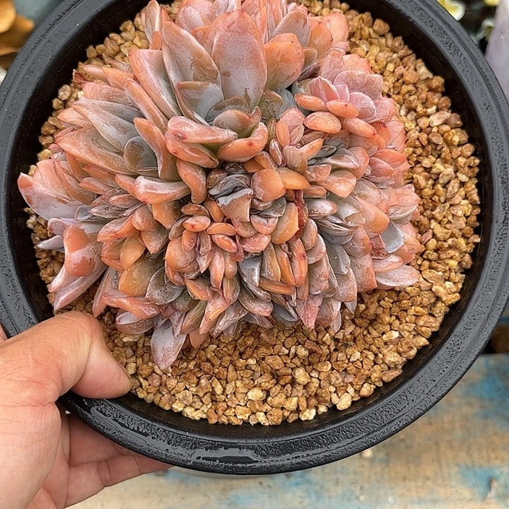 多肉植物一物一拍