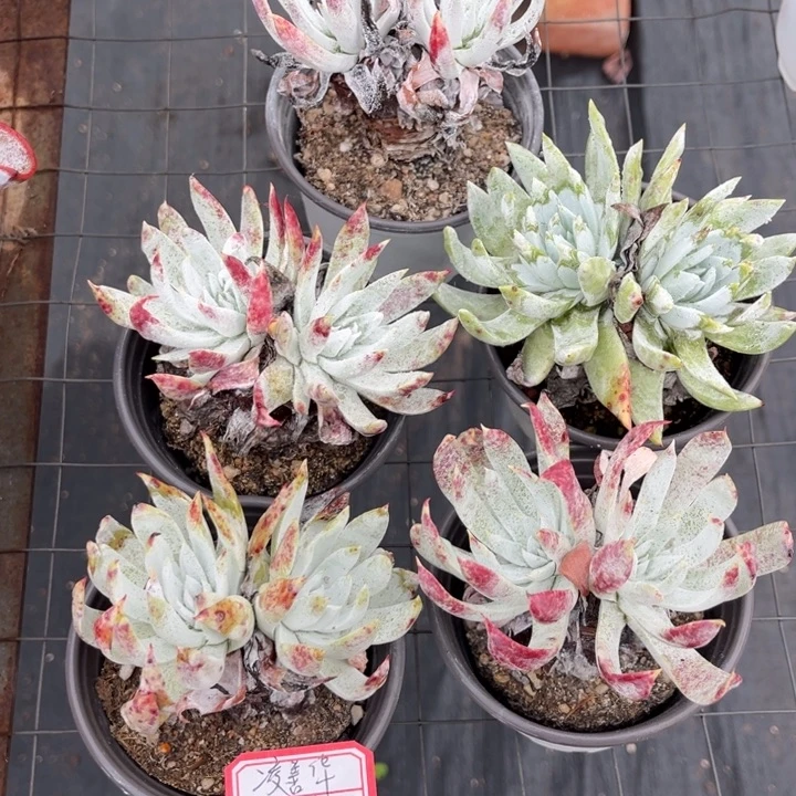 凌***》血怒多肉，，，，，，，，，，，