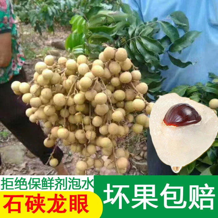 广西石硖龙眼新鲜整箱现摘现发小核大果储良石夹平南龙眼桂圆新鲜