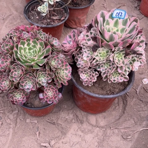 012多肉植物组合，