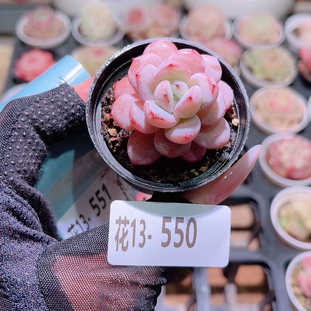 花利美13-550星星雪