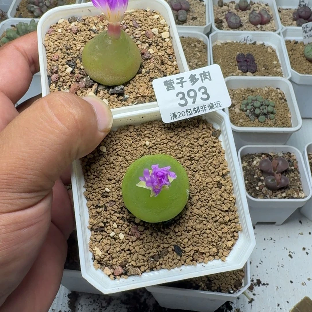 蛐***蛐灯泡带盆土