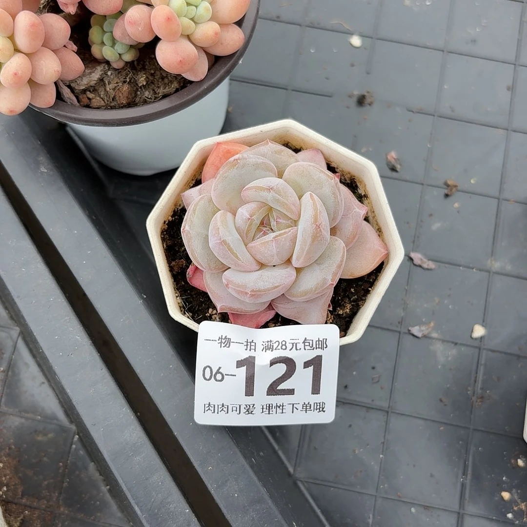 奶芙无盆土发货无盆土无