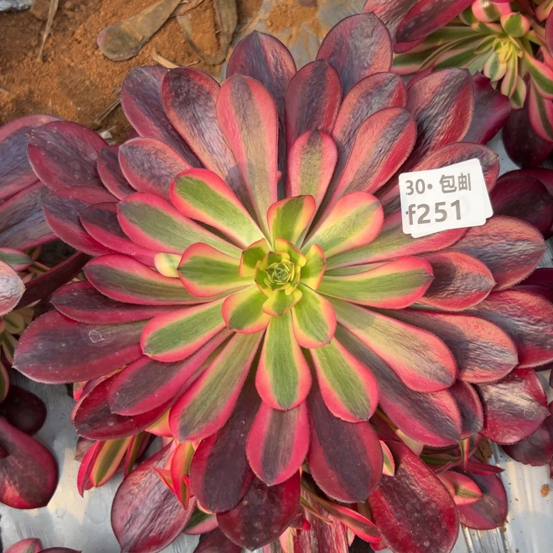 251 多肉法师美杜莎