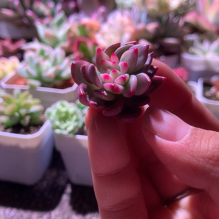 鹰嘴红砍头覆轮锦有杆子