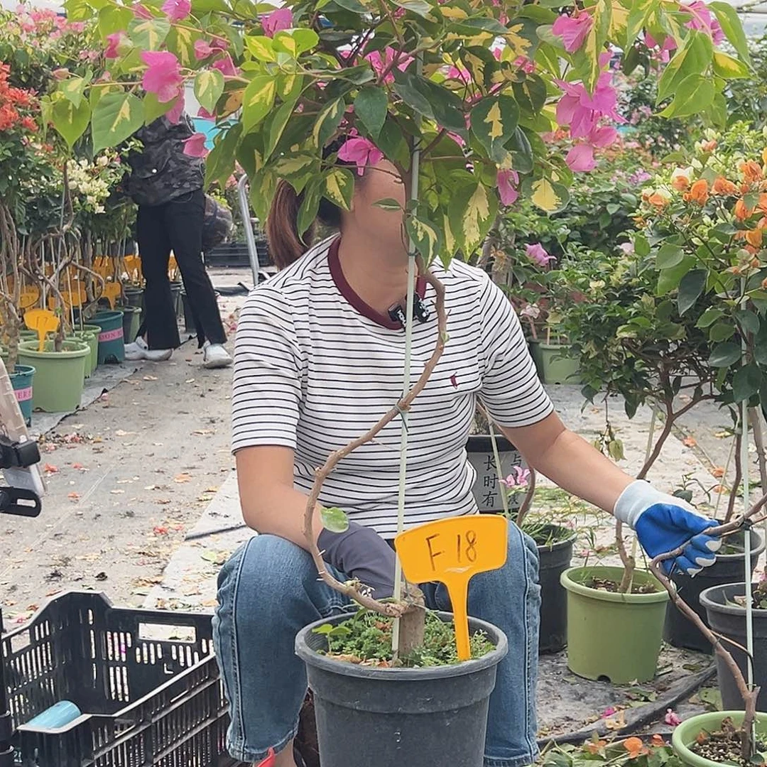 俩***咪大部分花苞少量开放F18金心双色