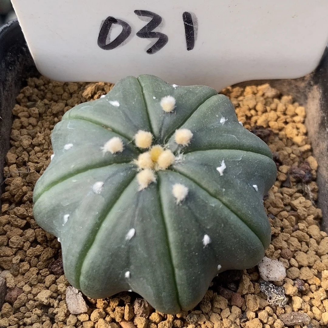 031琉璃指纹海星系列