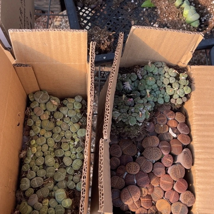 一箱两层88888888888