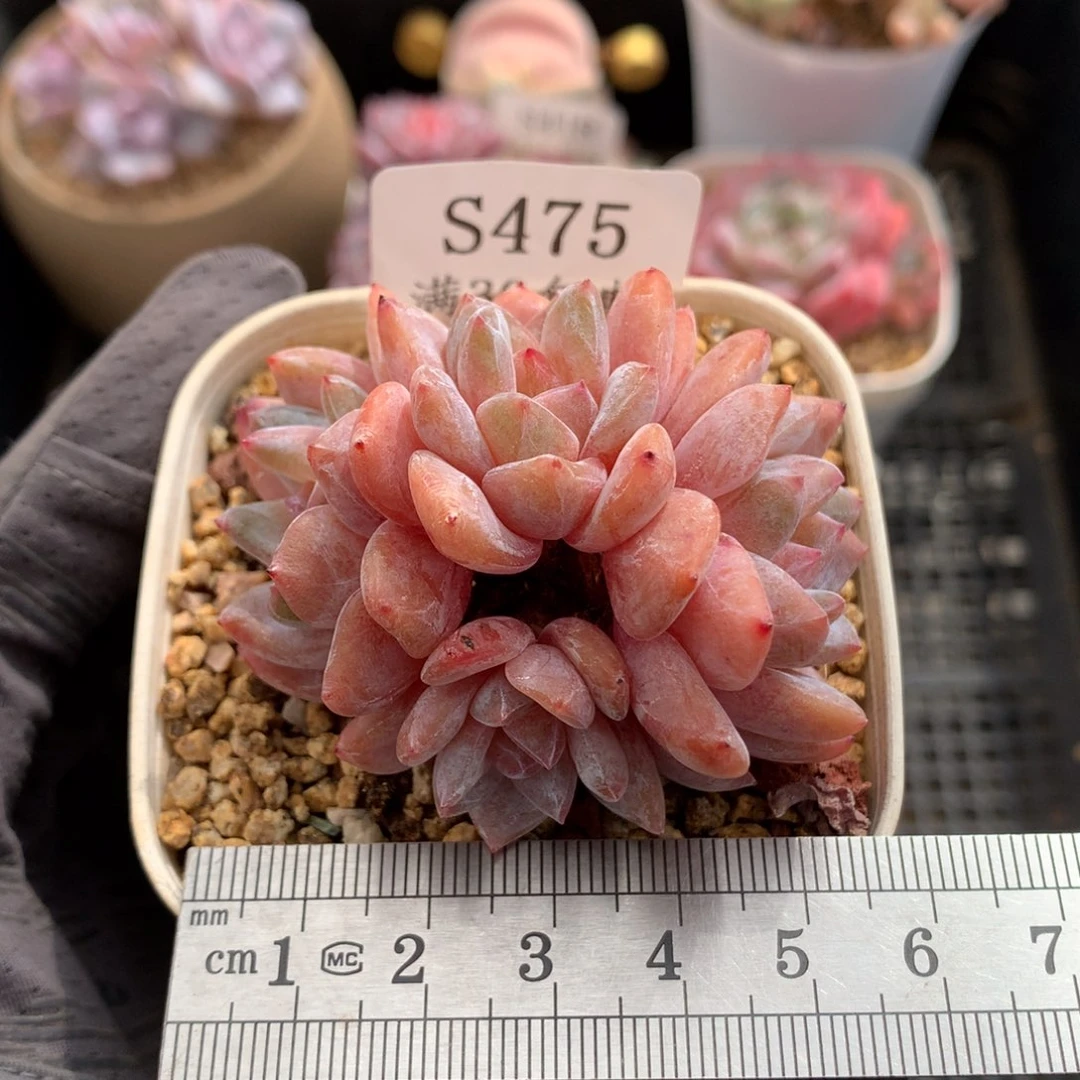 475。老桩小脸韩橙四头群。