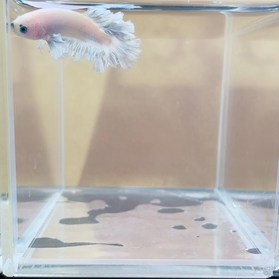 斗鱼跑单小黑屋127