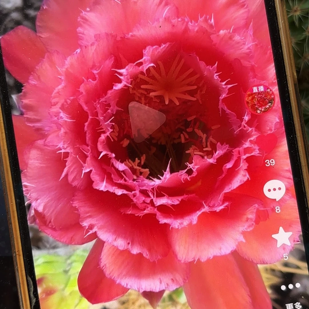 3-444毛侧牙20包邮14