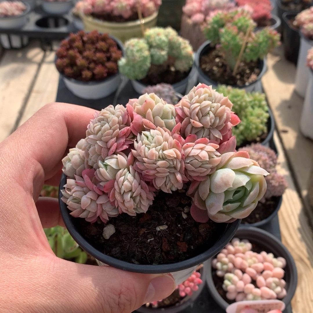 量拍 贝瑞缀 >7.5cm