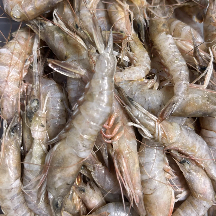 季节限定｜本地沙虾（+-20克）