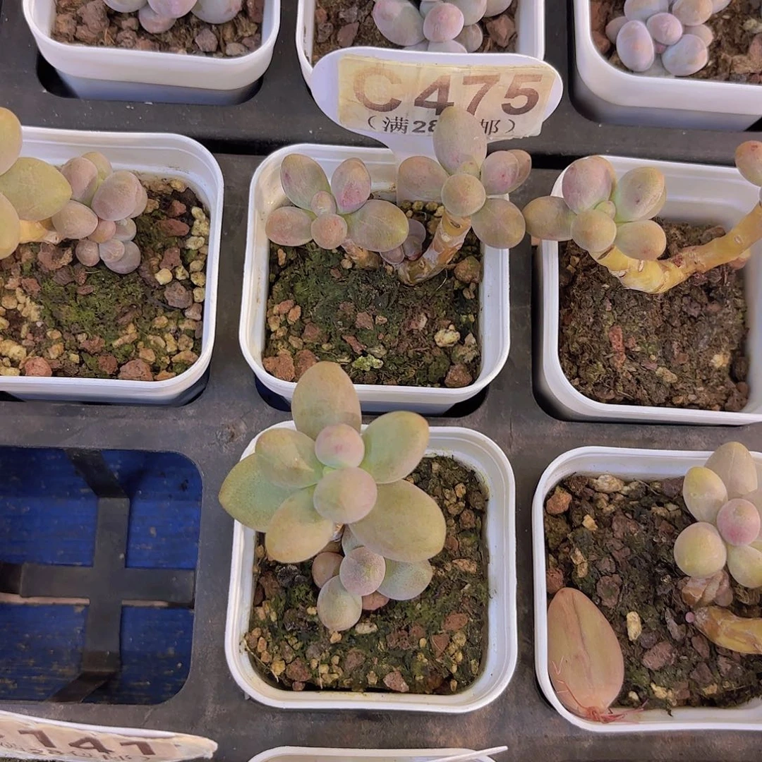 C474糖果美人一物一拍