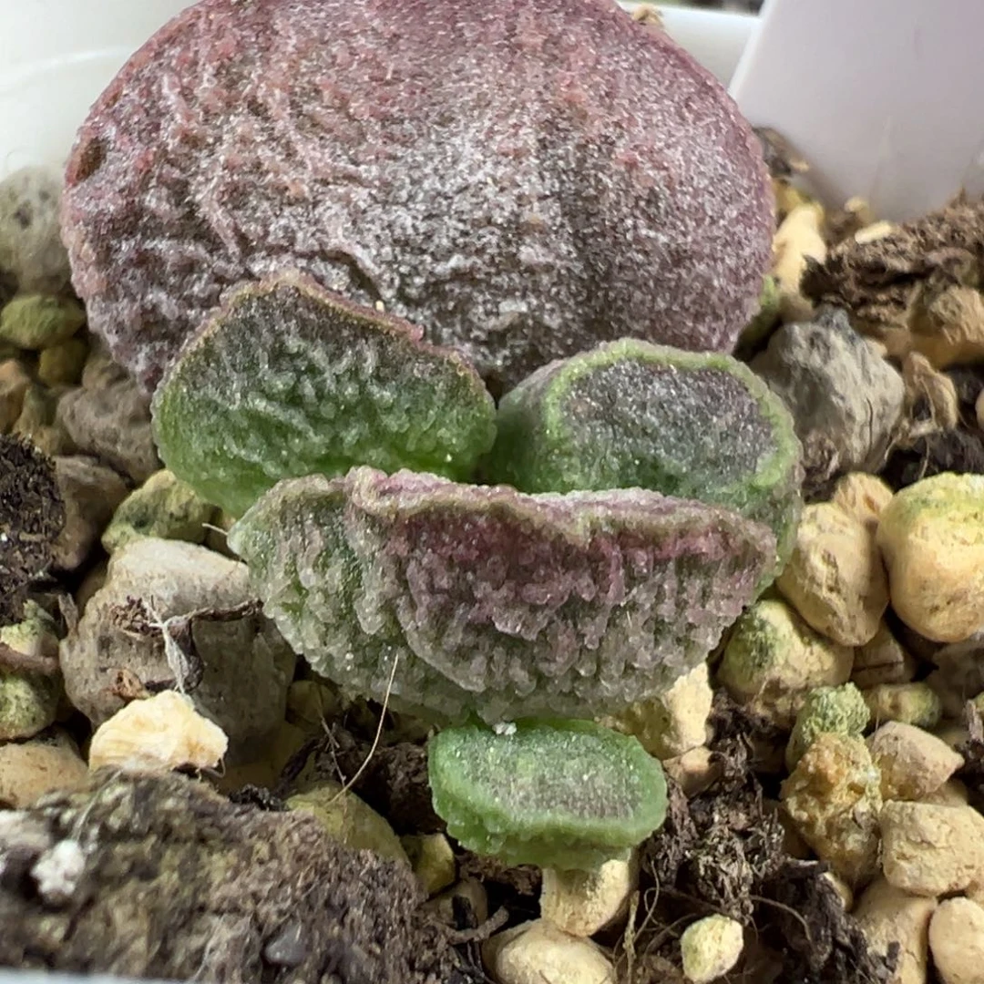 粉色冰晶款蛋系实生新品