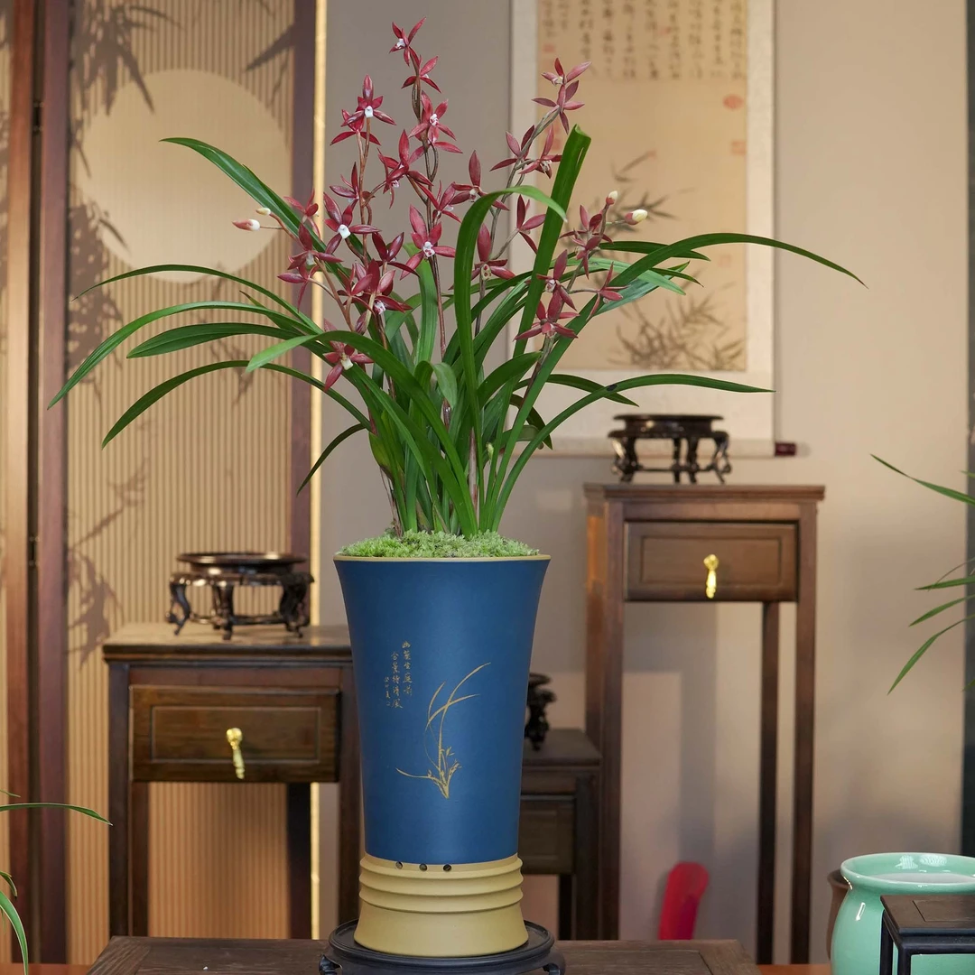 墨兰铭品【霸王别姬】年宵花湛蓝紫砂泥花盆幽香兰花室内好养易活