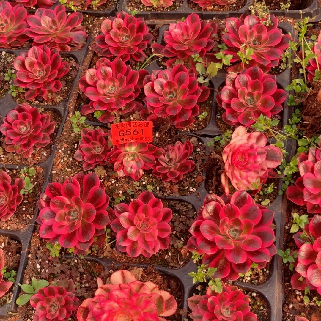 穴盘561多肉植物