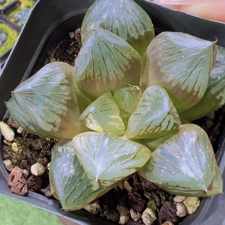 北极之光19包邮多肉植物