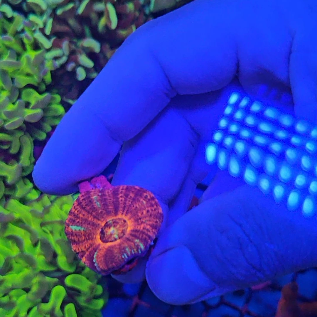 尹***C纽扣珊瑚甜甜圈珊瑚