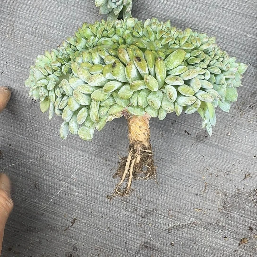 星影树缀无砍多肉