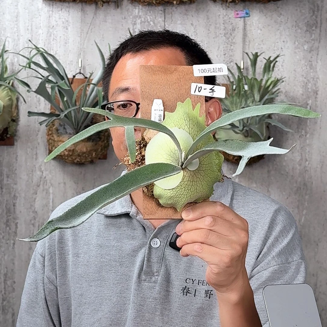 灵***局完全开放绿植绿植绿植绿植