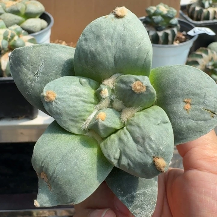 【闪购商品】无花朵牛蛇怒337