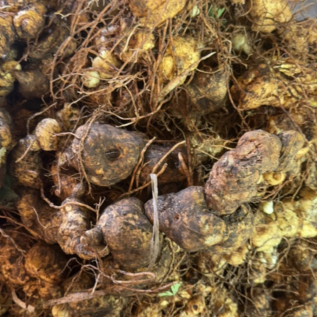 高山野生地精好出多多鬼针草马蹄菜新鲜黄精