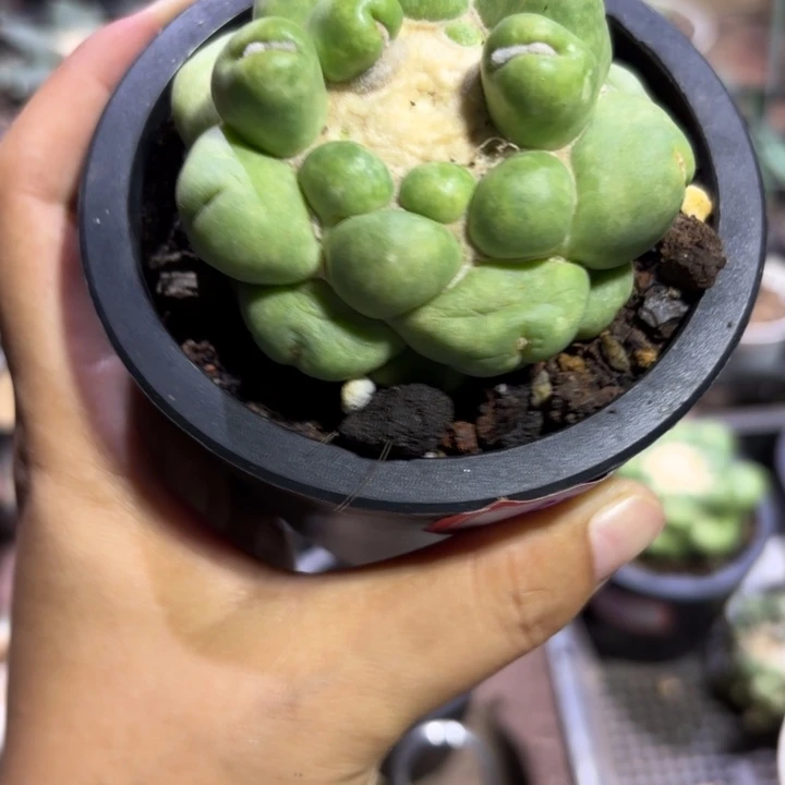 957无刺象牙好养皮实