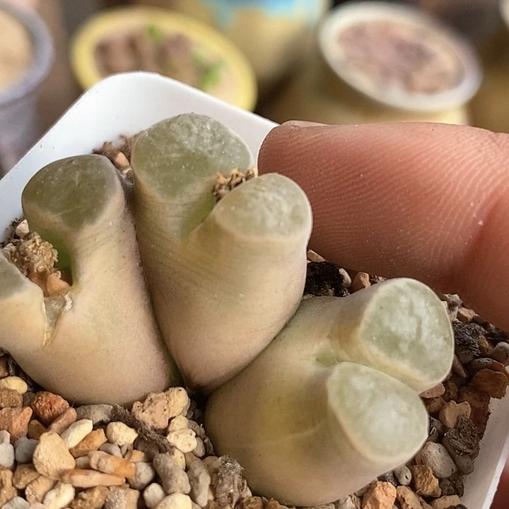 4541磁铁一颗             
