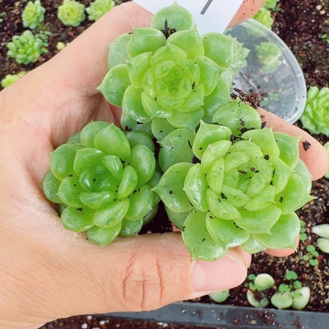 杂交新品珍妮多肉71量拍一份