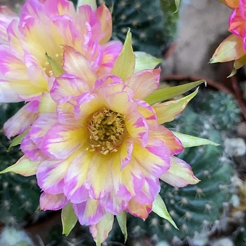 汤姆丽花，24678999