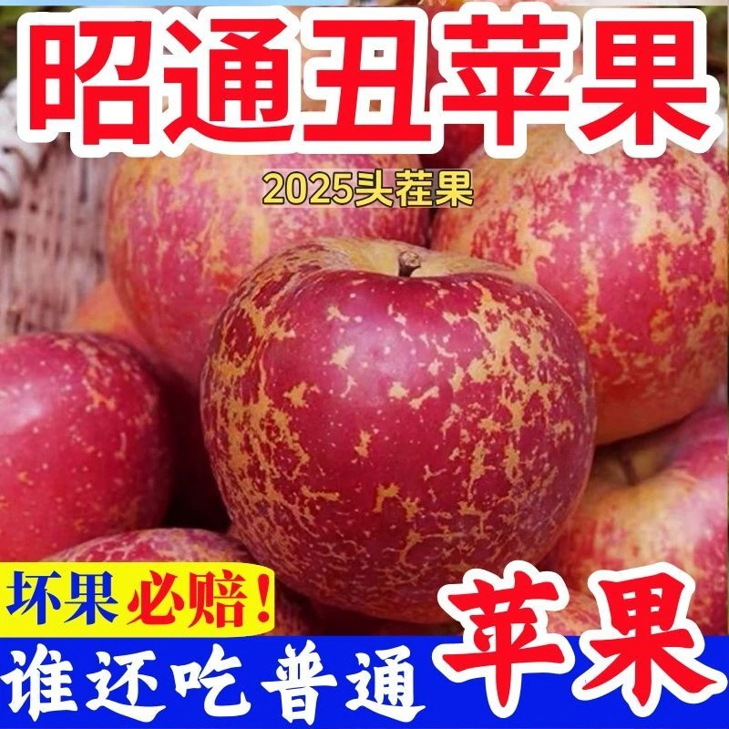 2025Z新鲜云南昭通丑苹果红露高原红富士当季现摘脆甜多汁2-9斤