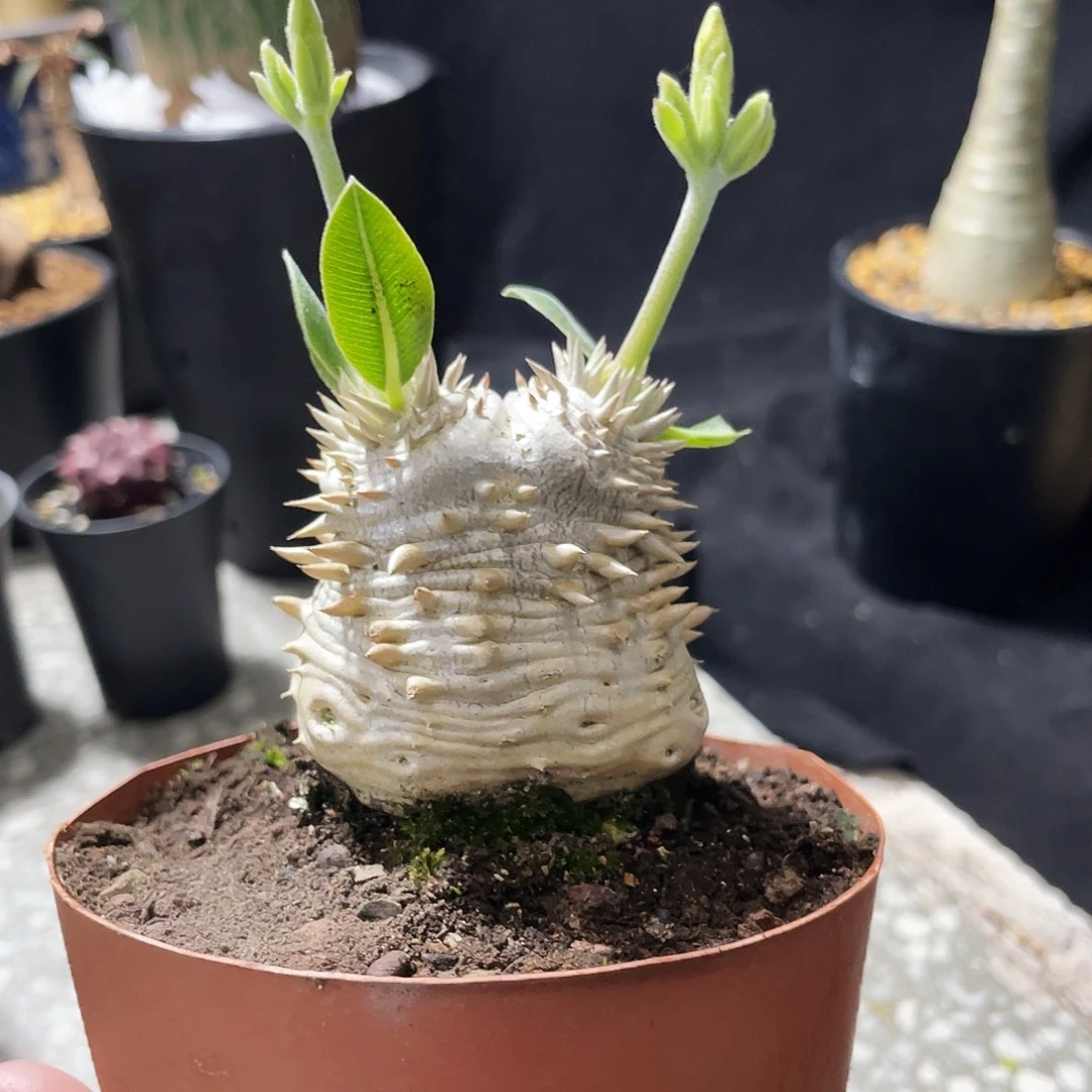 深夜福利大黑6666666666