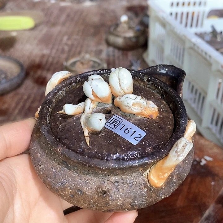 自产自销源头柴烧1612