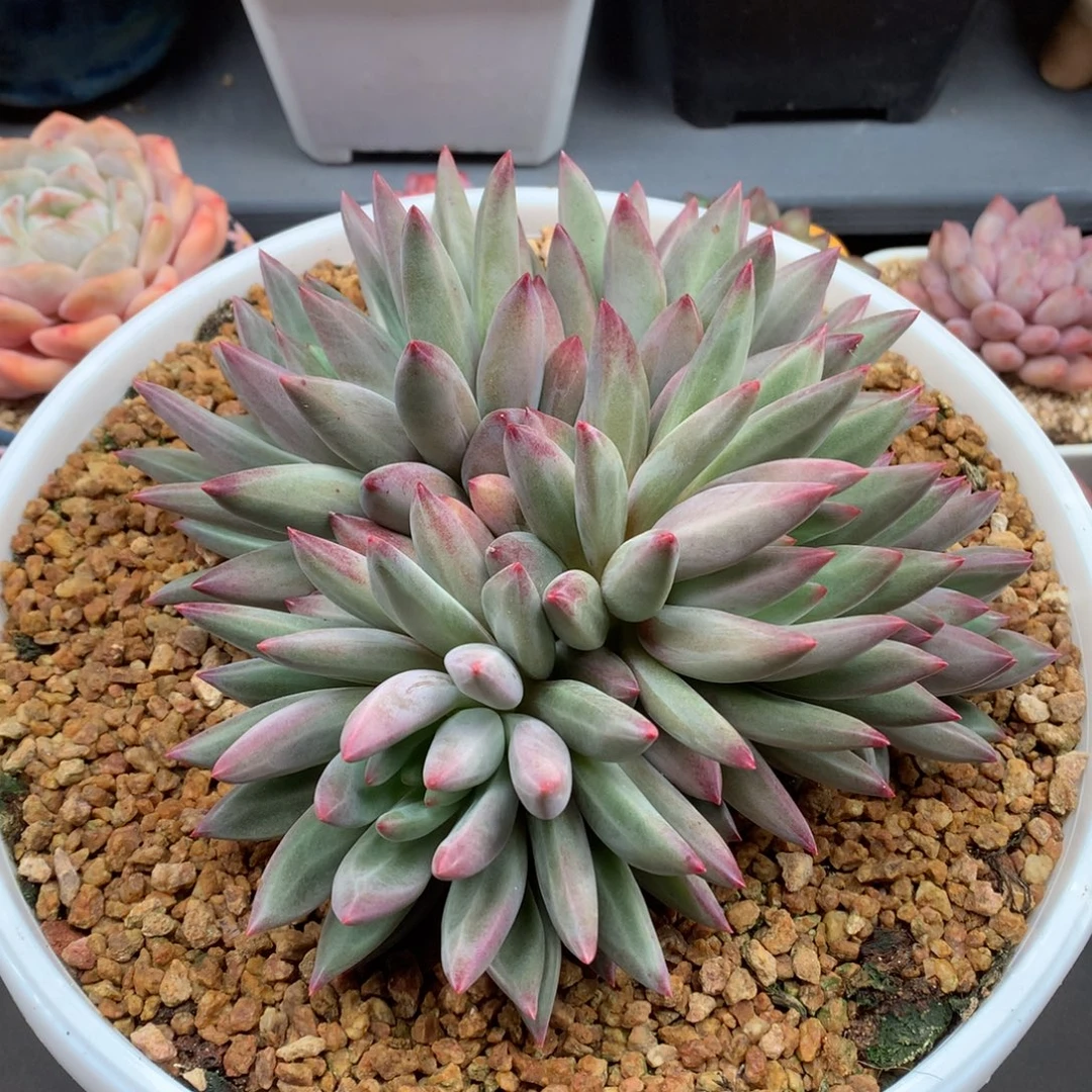 我们家的小姐姐们