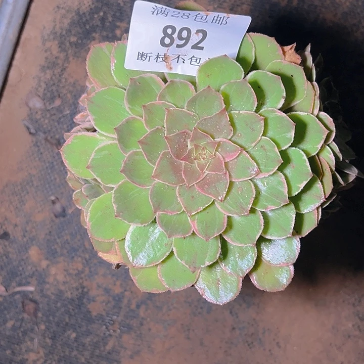 892莲花座多肉植物