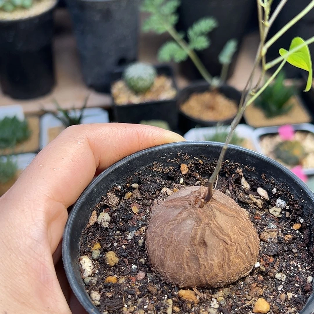 南非龟甲龙实生球一颗3.9cm