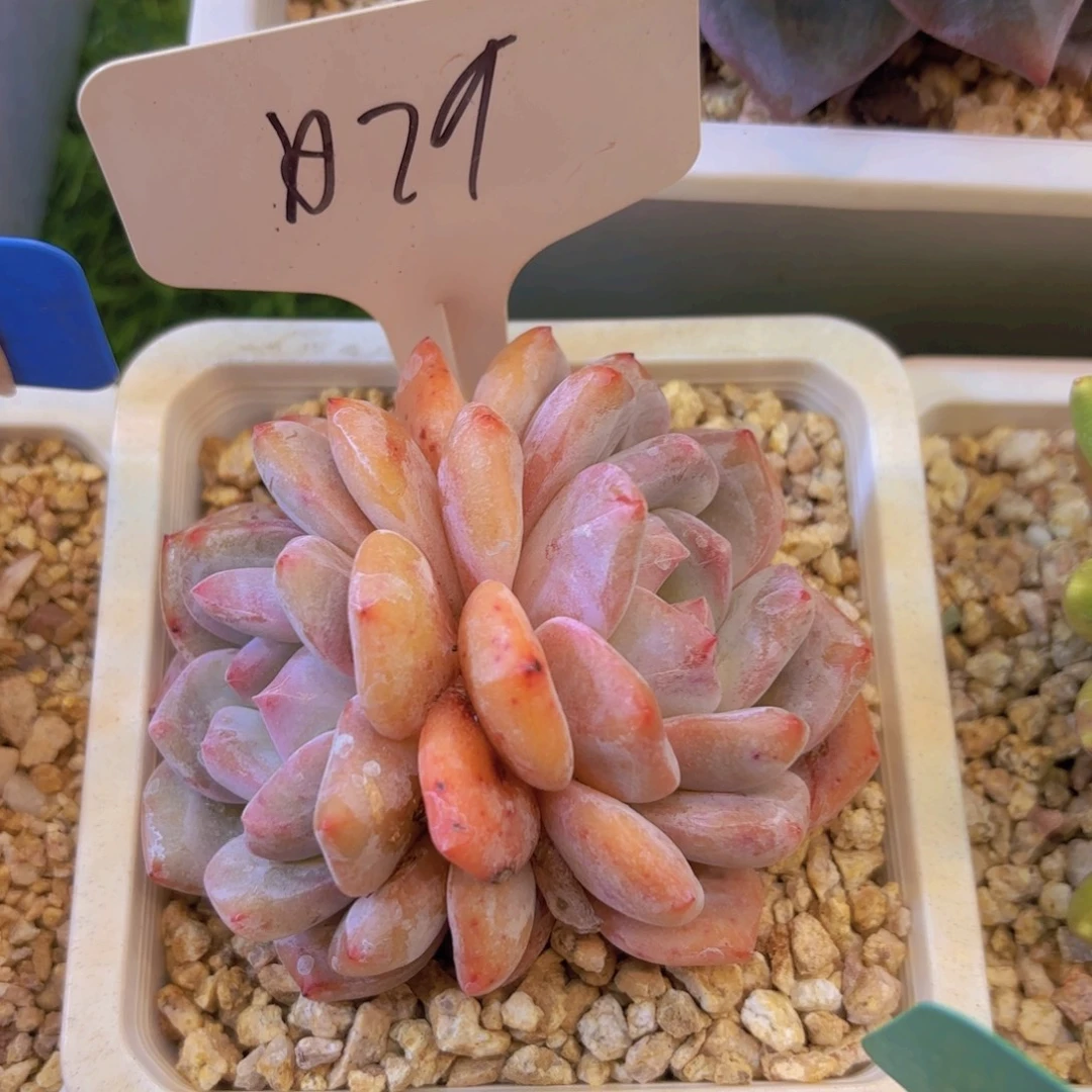 蓝***蓝云南金致家精品多肉